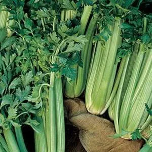 Celery