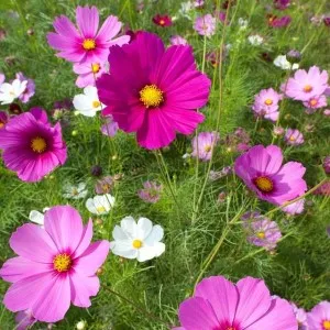Cosmos