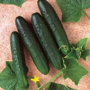 Pickling Cucumbers