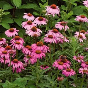 Echinacea