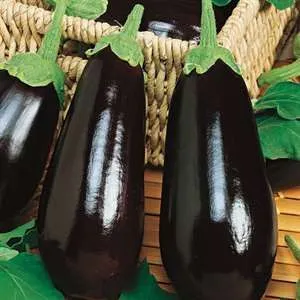 Eggplant