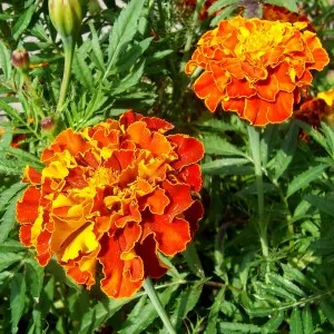 Marigold