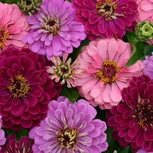 Zinnia