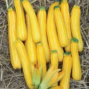 Zucchini / Summer Squash