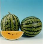 Watermelon, New Queen