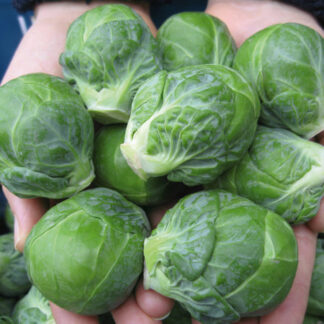Brussels Sprouts, Marte