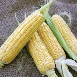 Corn, Bodacious