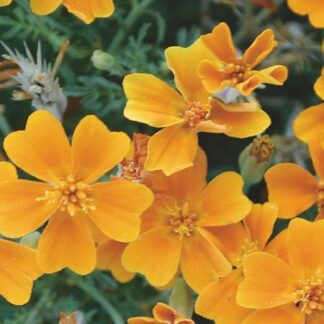 Marigold, Tangerine Gem