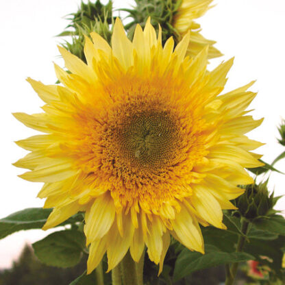 Sunflowers, Starburst Mix