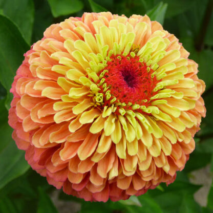 Zinnia, Queen Lime Orange