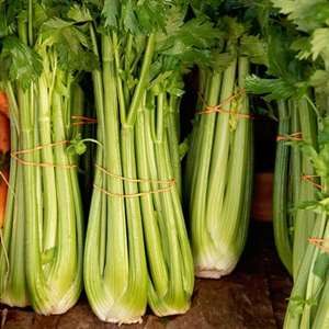 Celery, Tango