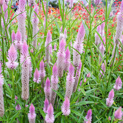 Celosia, Flamingo Feather