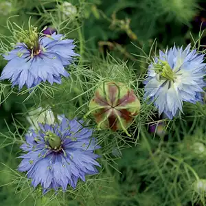 Love in a Mist