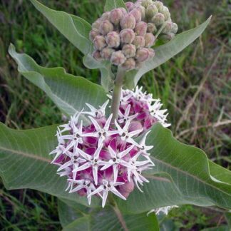 Milkweed, Showy