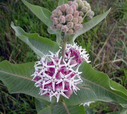 Milkweed, Showy