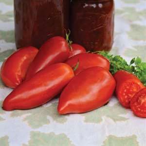 Tomato, Roma, Jersey Devil