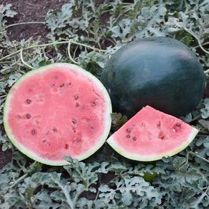 Watermelon, Blacktail Mountain