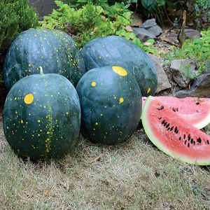 Watermelon, Moon and Stars