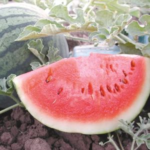 Watermelon, Sugar Baby
