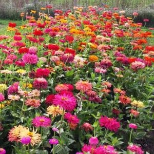 Zinnia, Giant Cactus Double Mix