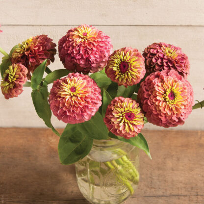 Zinnia, Queen Red Lime