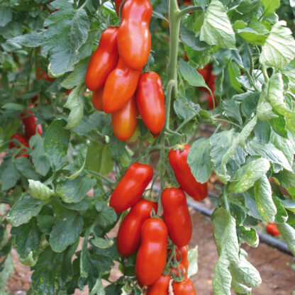 Tomato, Roma, Pozzano