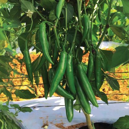 Pepper, Hot, Pathfinder