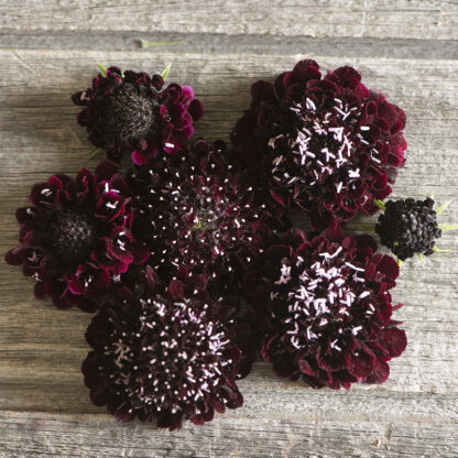 Scabiosa, Black Knight