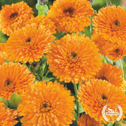 Calendula