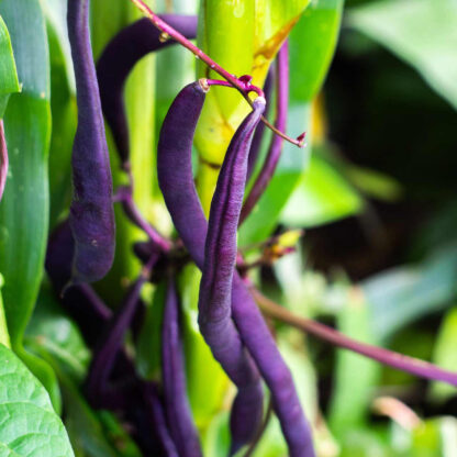 Beans, Royalty Purple Pod