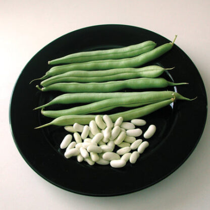 Beans, Venture