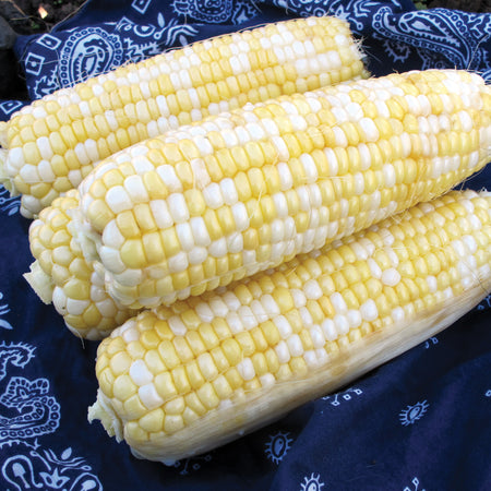 Corn, Delectable