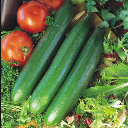 Cucumber, Telegraph Improved