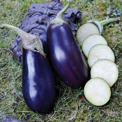 Eggpplant, Traviata