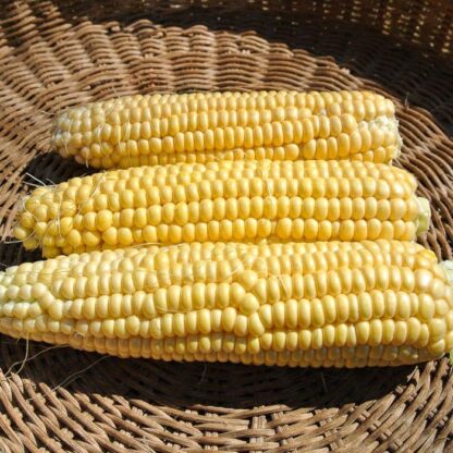 Corn, New Mama Super Sweet