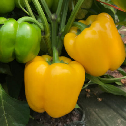 Pepper, Sweet, Brocanto