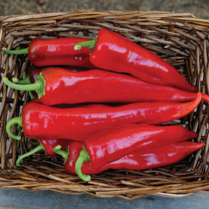 Pepper, Sweet, Bridge to Paris