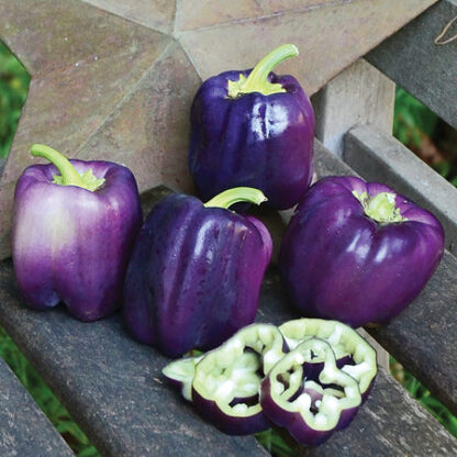 Pepper, Sweet, Purple Star