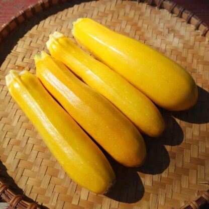 Zucchini, Rheinau Gold