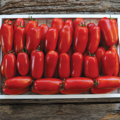 Tomato, Roma, Pomadoro Squisito