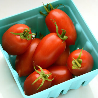 Tomato, Roma, Marzinera
