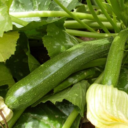 Zucchini, Mutabile