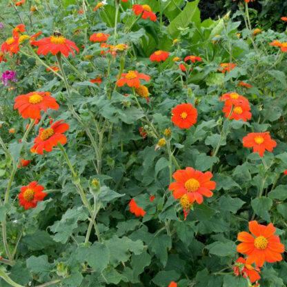Mexican Sunflower