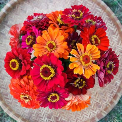 Zinnia, Fireball