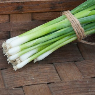 Green Onions, Fukugawa