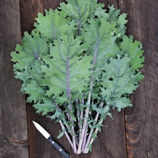 Kale, Red Russian