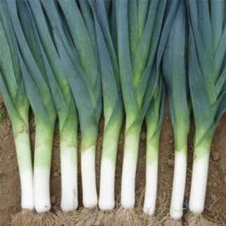 Leeks, Biker