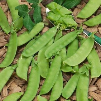 Snow Peas, Mammoth Melting