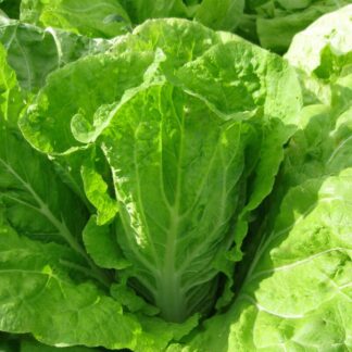 Chinese Cabbage, Nozaki Early
